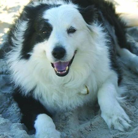 Puppies&Pancakes At Innes Park Opp Park&Beach Dogs Welcome Inside Pemberton Exterior photo