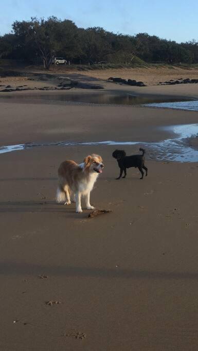 Puppies&Pancakes At Innes Park Opp Park&Beach Dogs Welcome Inside Pemberton Exterior photo