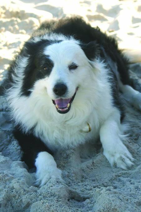 Puppies&Pancakes At Innes Park Opp Park&Beach Dogs Welcome Inside Pemberton Exterior photo