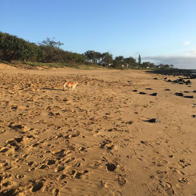 Puppies&Pancakes At Innes Park Opp Park&Beach Dogs Welcome Inside Pemberton Exterior photo